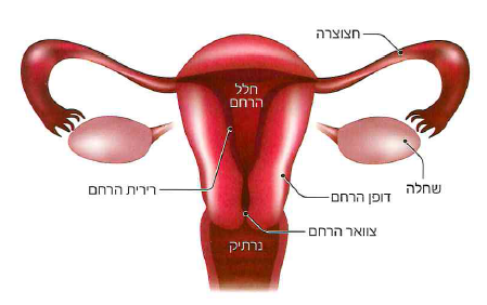 (בספר איור)